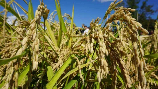 Edirne, çeltik üretiminde  Türkiye'de öncü