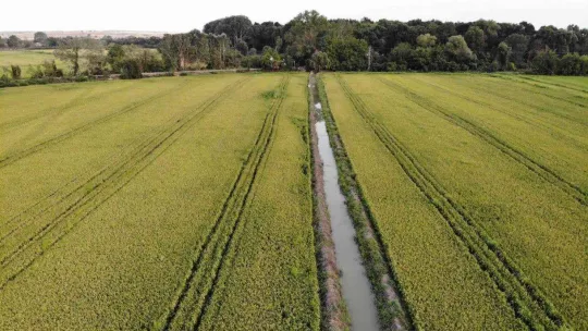 Edirne'de beyaz altın çeltik hasadı başladı