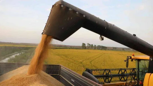 Edirne'de beyaz altın çeltik hasadı başladı