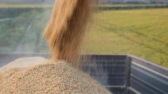 Edirne'de beyaz altın çeltik hasadı başladı