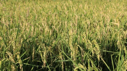 Edirne'de beyaz altın çeltik hasadı başladı