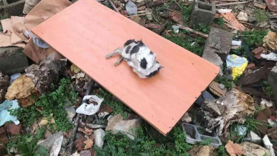 Edirne'de boş arsada telef olan kediler bulundu