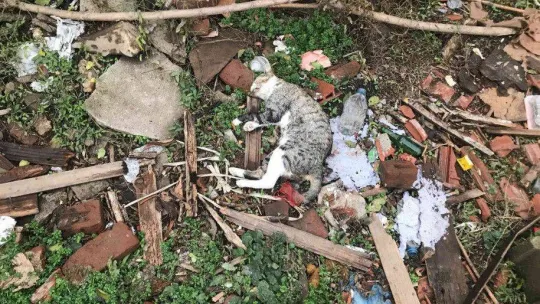 Edirne'de boş arsada telef olan kediler bulundu