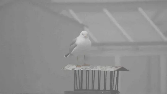 Edirne'de sis nedeniyle tarihi simgeler gözden kayboldu