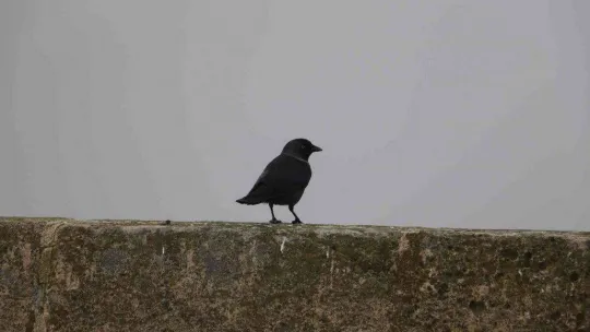 Edirne'de sis sebebiyle tarihi simgeler gözden kayboldu