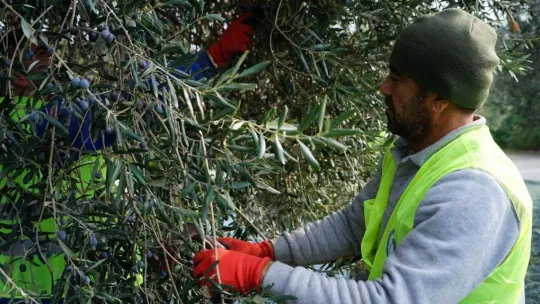 Edremit Belediyesi zeytinyağları için hasat devam ediyor