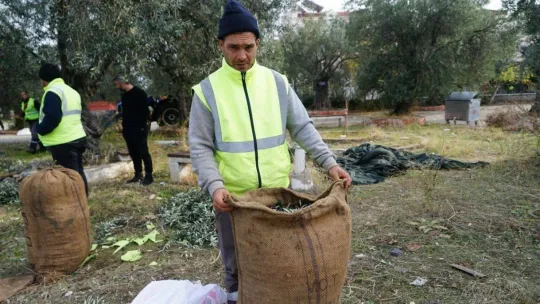 Edremit Belediyesi zeytinyağları için hasat devam ediyor