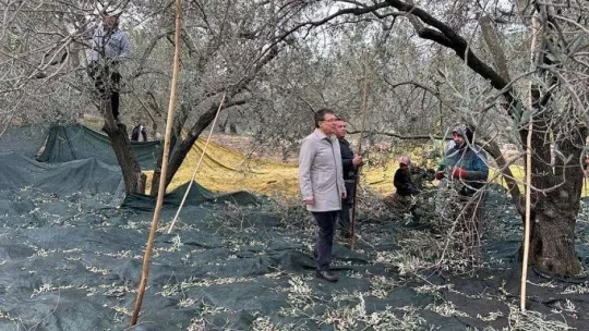 Edremit Belediyesi zeytinyağları için hasat devam ediyor