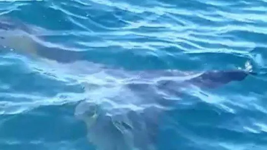 Edremit Körfezi'nde köpek balığı paniği