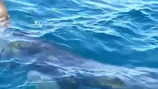 Edremit Körfezi'nde köpek balığı paniği