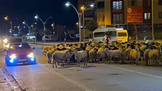 Edremit'te koyun sürüsü bulvarı kapattı
