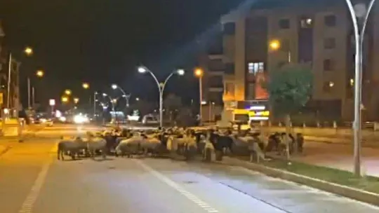 Edremit'te koyun sürüsü bulvarı kapattı
