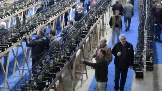 Edremit'teki bu yarışmaya 2 bin Yorkshire ırkı kanarya katıldı