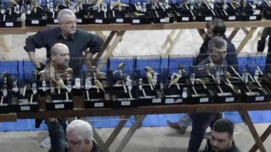 Edremit'teki bu yarışmaya 2 bin Yorkshire ırkı kanarya katıldı