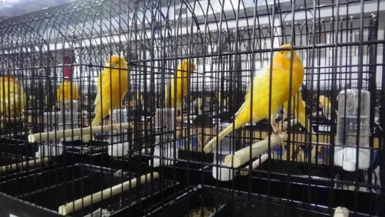 Edremit'teki bu yarışmaya 2 bin Yorkshire ırkı kanarya katıldı