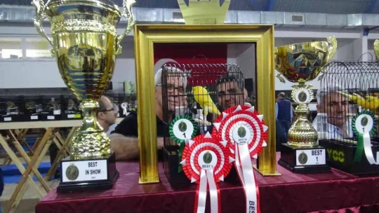 Edremit'teki bu yarışmaya 2 bin Yorkshire ırkı kanarya katıldı