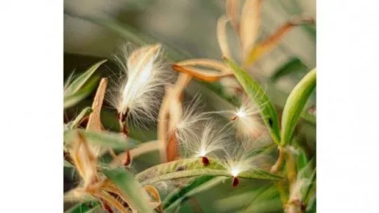 Elif Koyutürk, 'Saf ve Güzel' isimli yeni seçkisiyle, SanatBurada'da