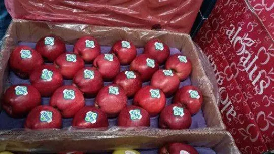 Elma üretimi yatırımlarla artırılacak