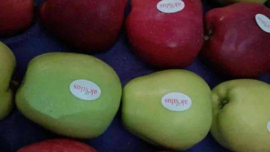 Elma üretimi yatırımlarla artırılacak