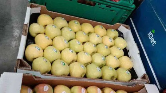 Elma üretimi yatırımlarla artırılacak