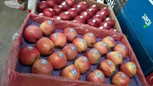 Elma üretimi yatırımlarla artırılacak