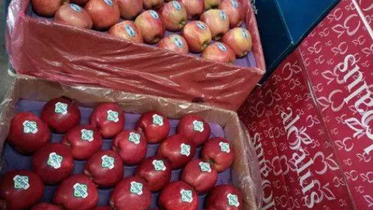 Elma üretimi yatırımlarla artırılacak