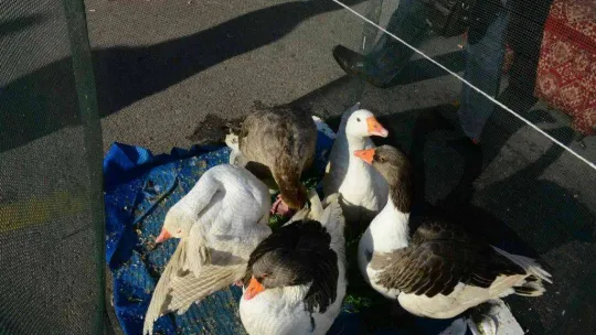 En güzel kazın piştiği festival