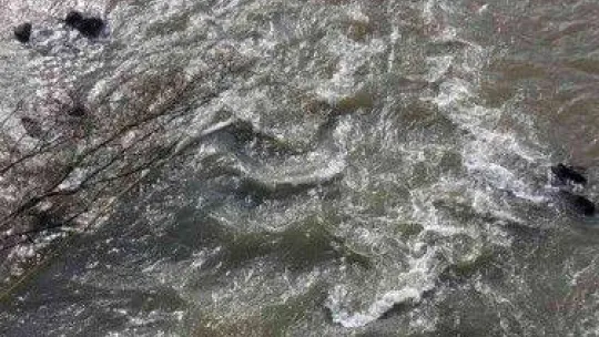 Erdal Sakız cinayetinde kullanılan suç aleti Sakarya Nehri'nde arandı