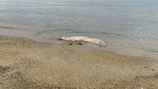 Erdek'te hayvan katliamları dur durak bilmiyor