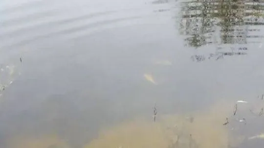 Ergene'de derede toplu balık ölümleri endişelendirdi