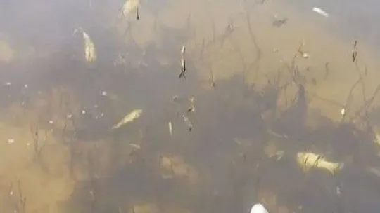 Ergene'de derede toplu balık ölümleri endişelendirdi