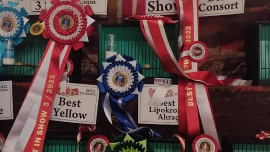 Esenler'de kanaryalar güzellikleriyle yarıştı