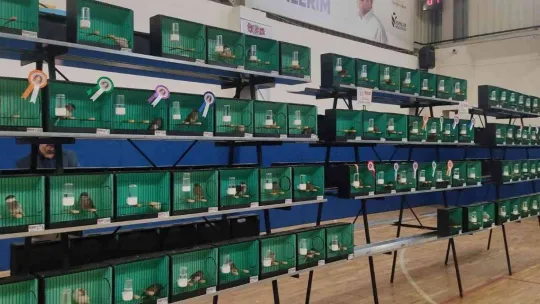 Esenler'de kanaryalar güzellikleriyle yarıştı