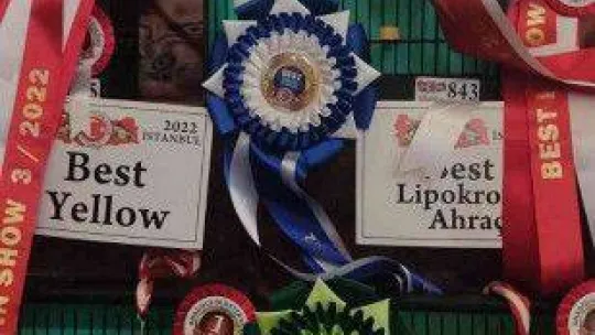 Esenler'de kanaryalar güzellikleriyle yarıştı