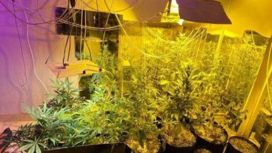 Ev değil, uyuşturucu serası