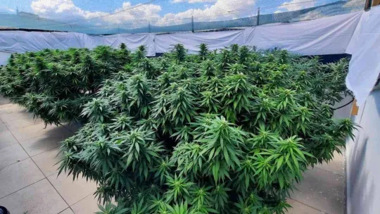 Ev terası değil uyuşturucu serası