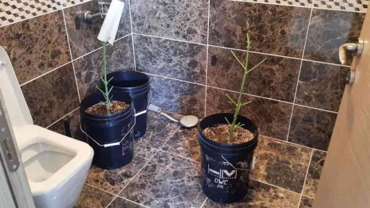 Ev terası değil uyuşturucu serası