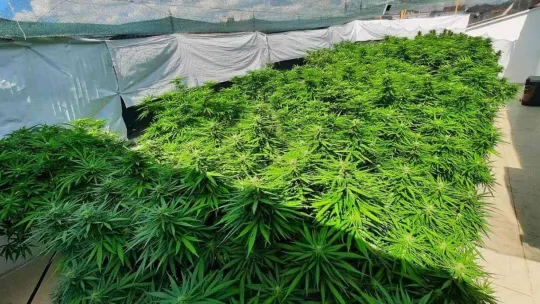 Ev terası değil uyuşturucu serası