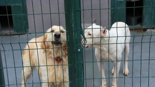 Evcil hayvan sahipleri dikkat, son 2 gün