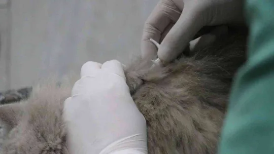 Evcil hayvanı olanlar dikkat: Son tarih 31 Aralık