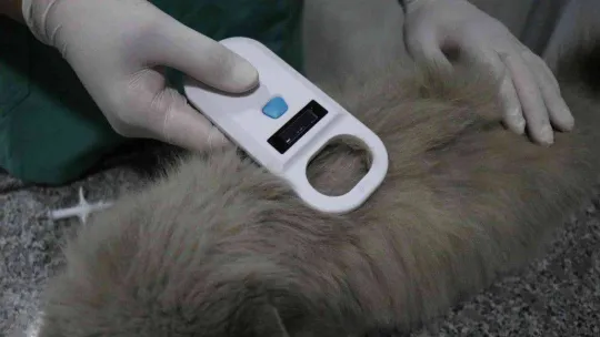 Evcil hayvanı olanlar dikkat: Son tarih 31 Aralık