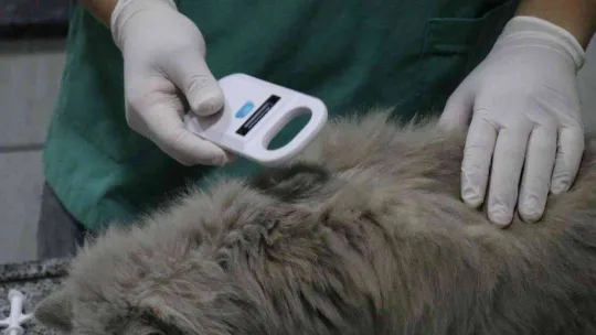 Evcil hayvanı olanlar dikkat: Son tarih 31 Aralık