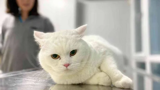 Evcil hayvanlara çip zorunluluğunda son gün yoğunluğu