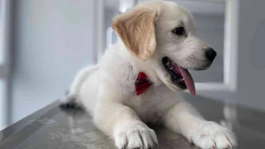 Evcil hayvanlara çip zorunluluğunda son gün yoğunluğu