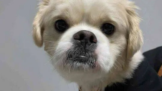 Evcil hayvanlara çip zorunluluğunda son gün yoğunluğu