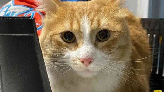 Evcil hayvanlara çip zorunluluğunda son gün yoğunluğu