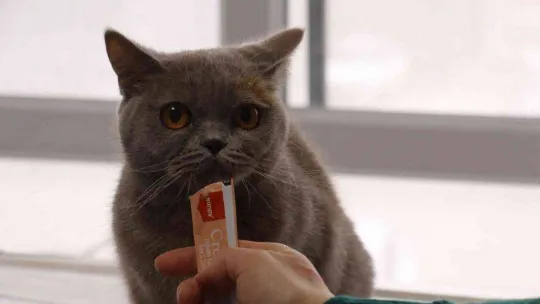 Evcil hayvanlara çip zorunluluğunda son gün yoğunluğu