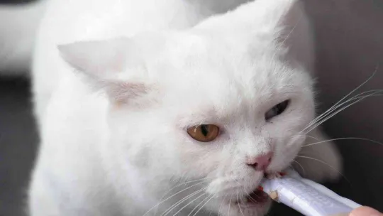 Evcil hayvanlara çip zorunluluğunda son gün yoğunluğu