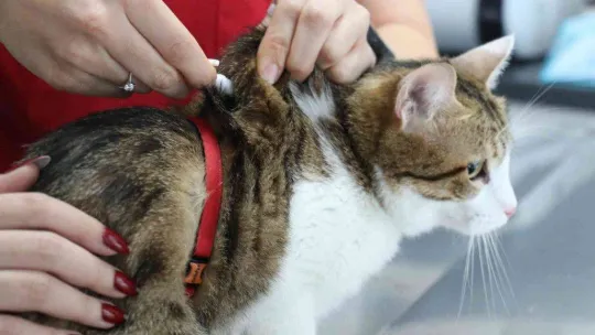 Evcil hayvanlara çip zorunluluğunda son gün yoğunluğu