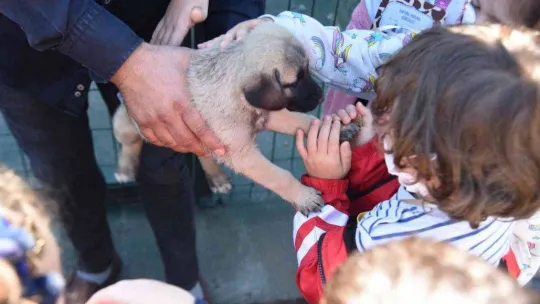 Evde bakılan kedi ve köpekler için mikroçip uyarısı